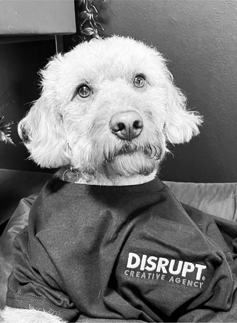 Franklin Franklin - Disrupt Search Studios